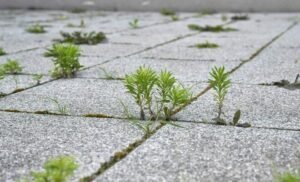 čištění střech, teras a dlažby